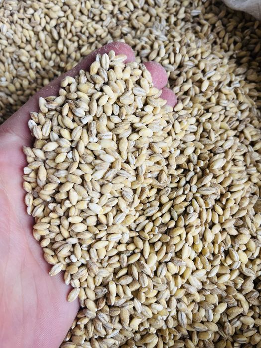 Перлова крупа кормова.