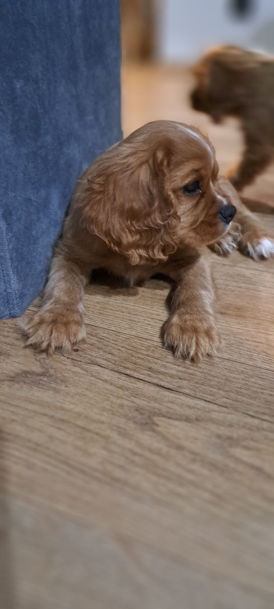 Cavalier king Charles Spaniel