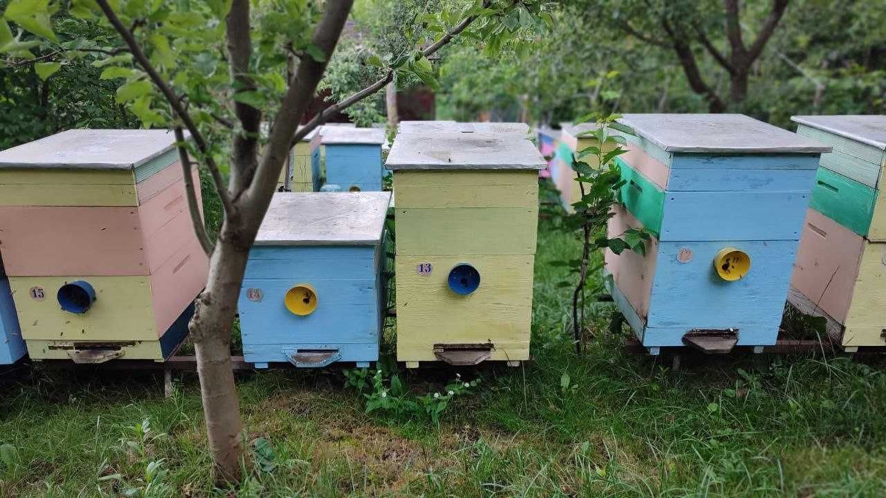 Вулик на 10 рамок | Дадан | 2 корпуси (7 штук)