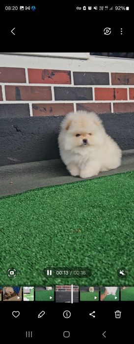 Девочки и мальчики. Померанци