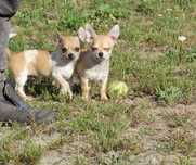 Chihuahua piesek komplet szczepien