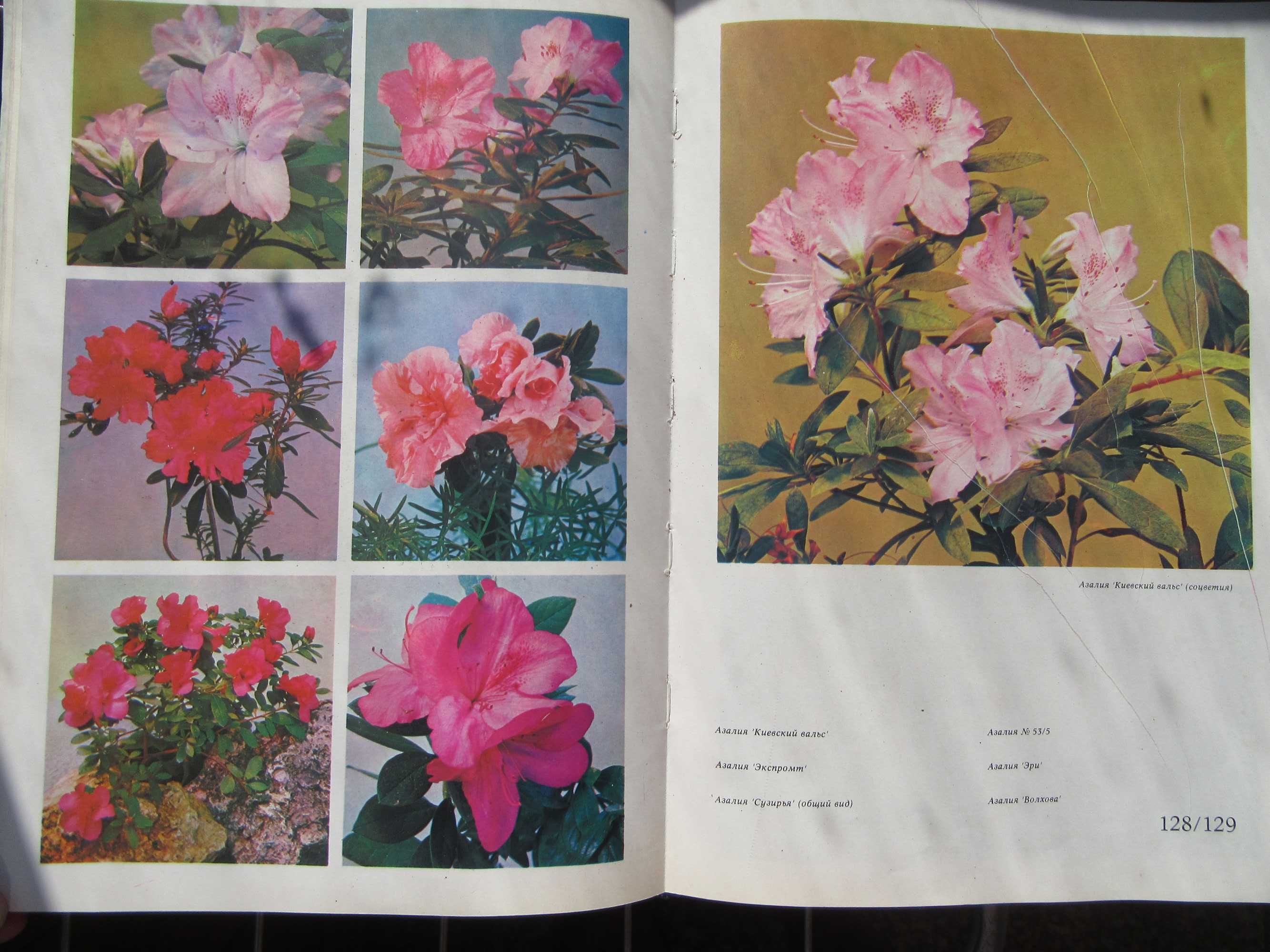 Цветы.Комнатные растения и декоративно-цветущие кустарники.1978 г.