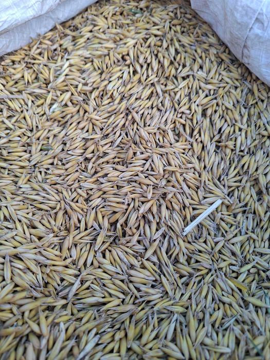 Owies Rambo dla konia gruby ładny suchy owies po centrali na poplon