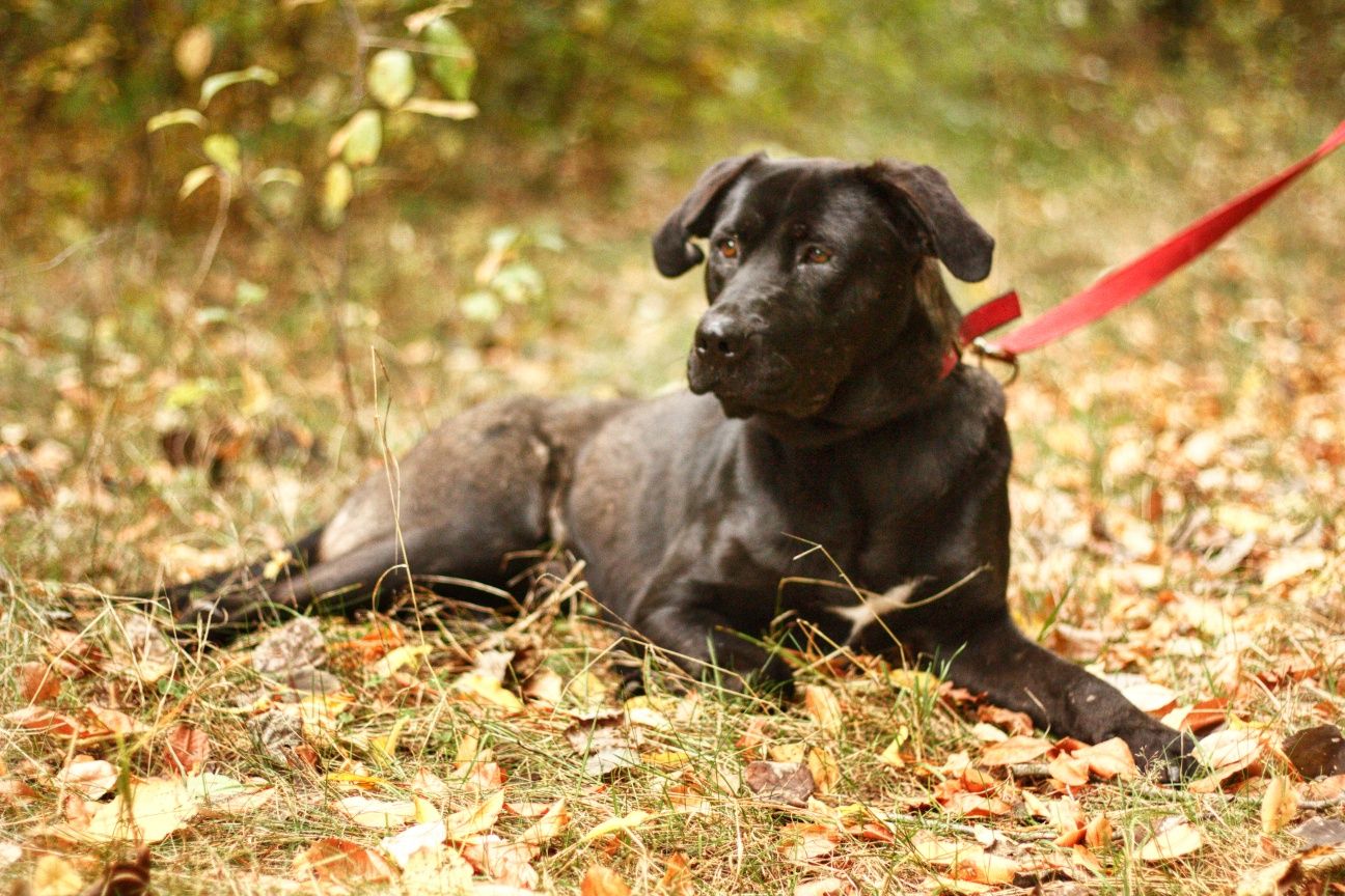 Tenor pies w typie labradora do adopcji