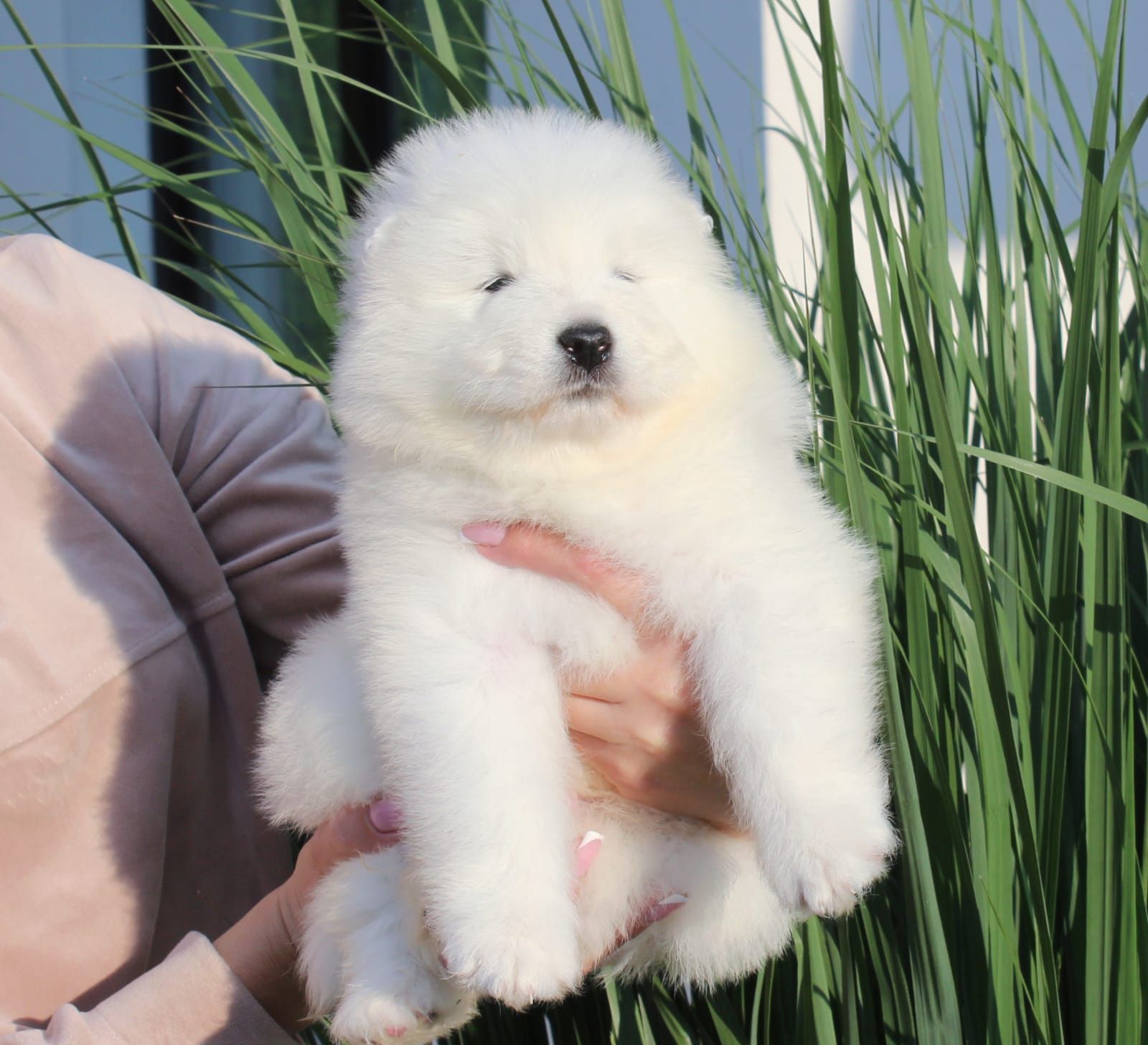 Samojed szczenię suczka samoyed