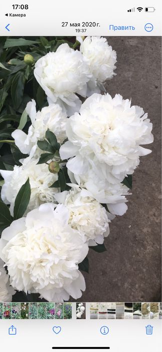 Павловния,Лиана Кампсис,Пионы розовые,красные,белые