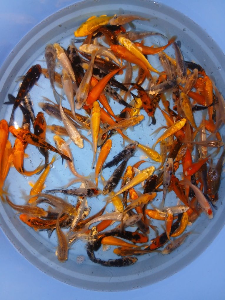 Carpas koi 7/9cm