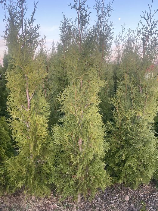 Туя західна колоновидна. Акція