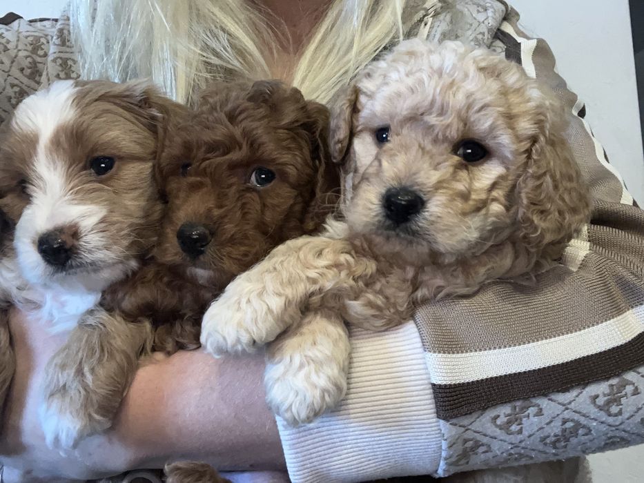 Maltipoo f1b poesek mocny skręt krótkie nóżki