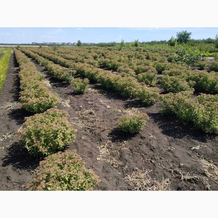 Саджанці троянд : чайно-гібридні, Англійські, Бордюрні, В'юнкі та Почв