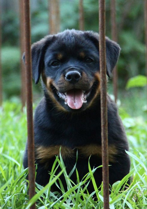 Шикарна дівчинка  ротвейлера FCI/КСУ