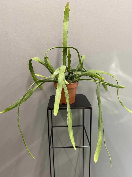 Ephiphyllum Red Tip