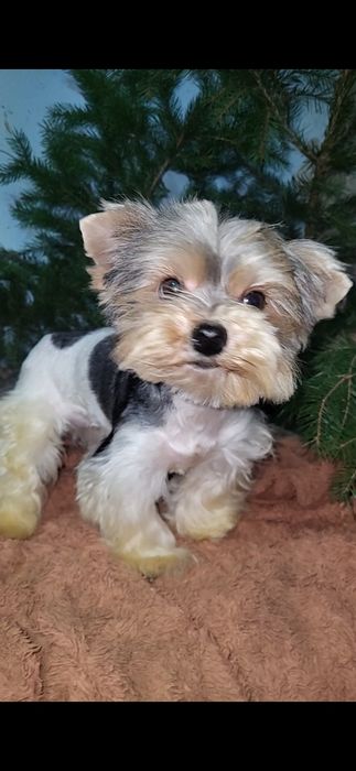 Бівер-йорк. Дівчинка. Міні.