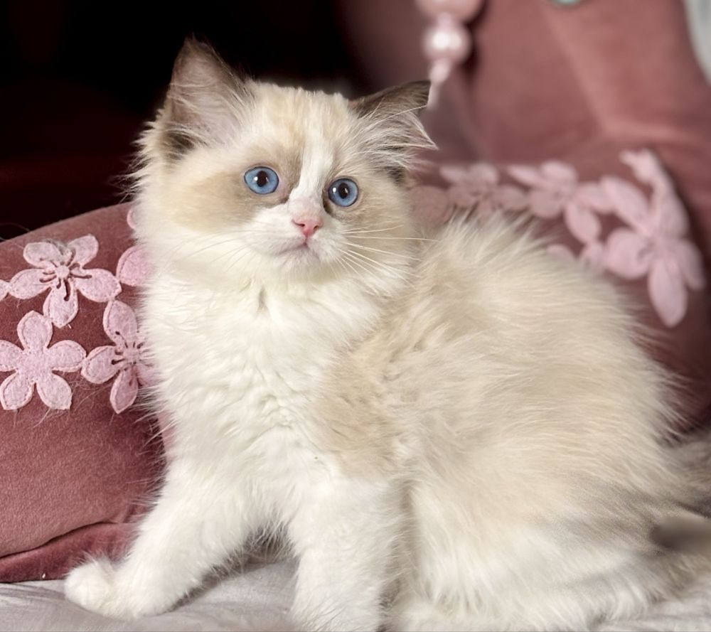Kotka  Ragdoll - puchata lalka.