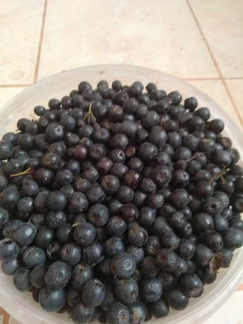 Сушені ягоди чорної горобини