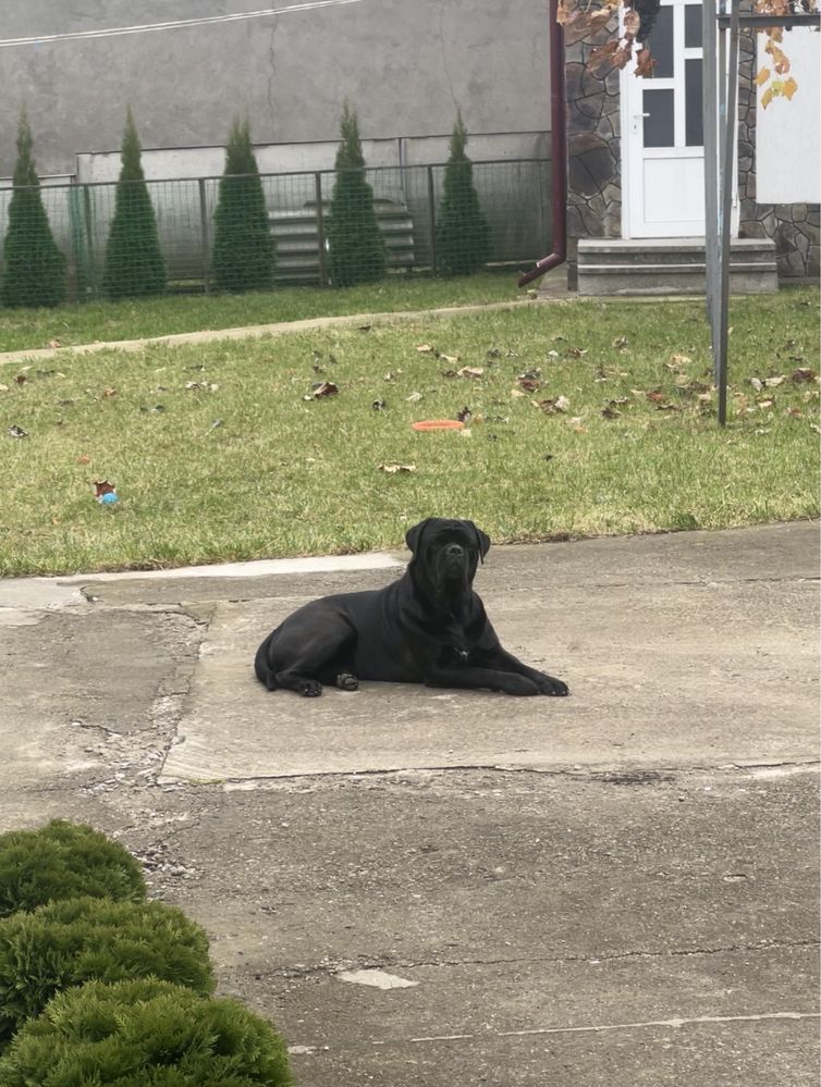 Cane Corso вʼязка .