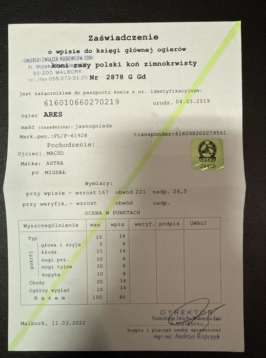 Ogier sztumski zimnokrwisty