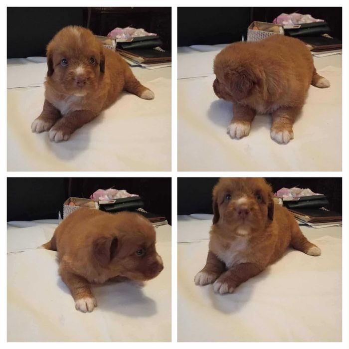 Nova Scotia Duck Tolling Retriever FCI ZKwP