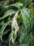Monstera spiderman variegata