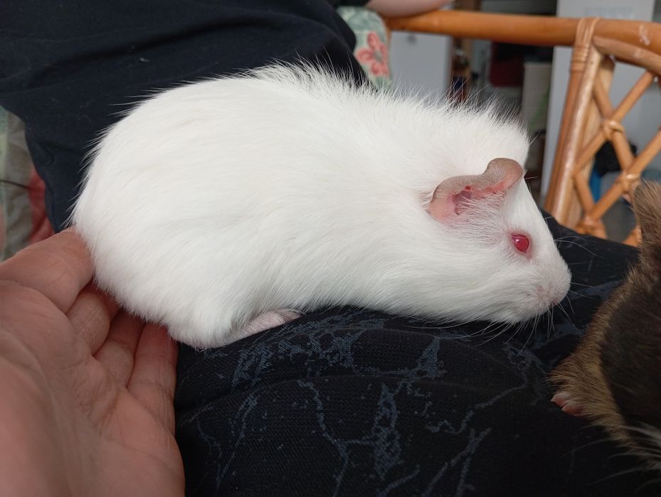 Białe mlode świnki morskie samczyki oddam