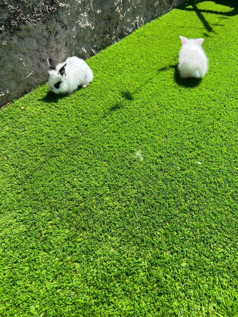 Coelhinhos anões lindos e muito fofinhos