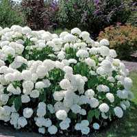 GK Hortensja krzewiasta anabelle hydrangea arborescens 40-60 cm.