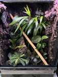 Terrarium dla gekona lub innych zwierzaków tropikalnych 35x35x60