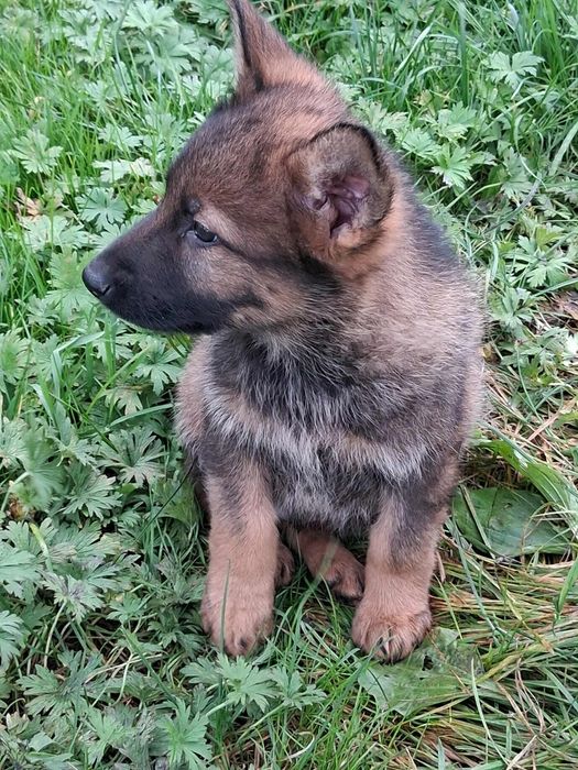 Owczarek niemiecki krótkowłosy piesek