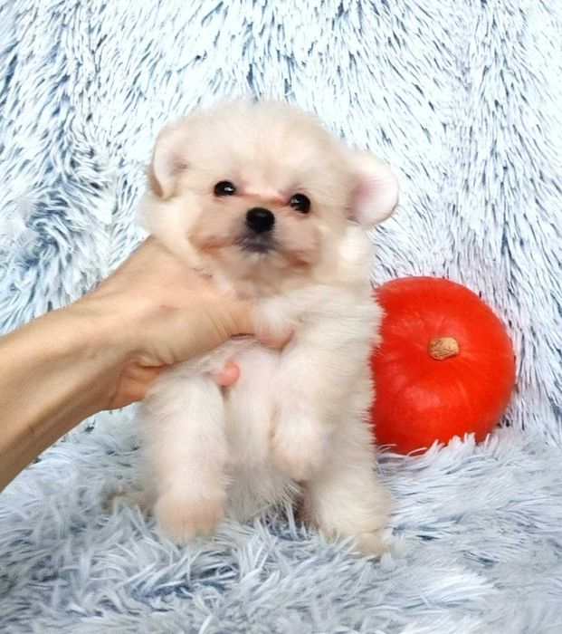 Справжня мінічка! Солодка та маленька дизайнерська дівчинка помапу