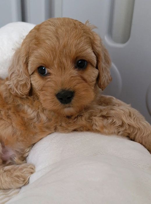 Chłopiec Cavapoo f1 ** HENIO **