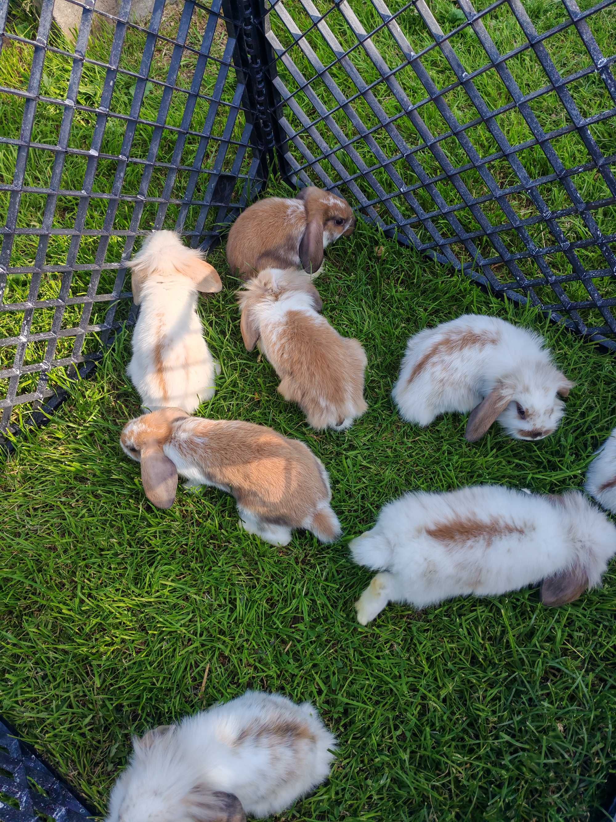 Królik miniaturka mini lop