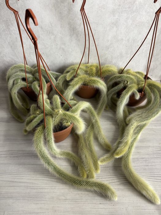 Сукуленти Суккуленты кактус эхеверия красула седум литопс кактус