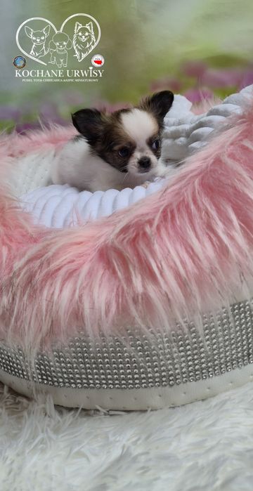 Mini xxs dziewczynka chihuahua długowłosa