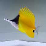 Forcipiger longirostris - Akwarium morskie