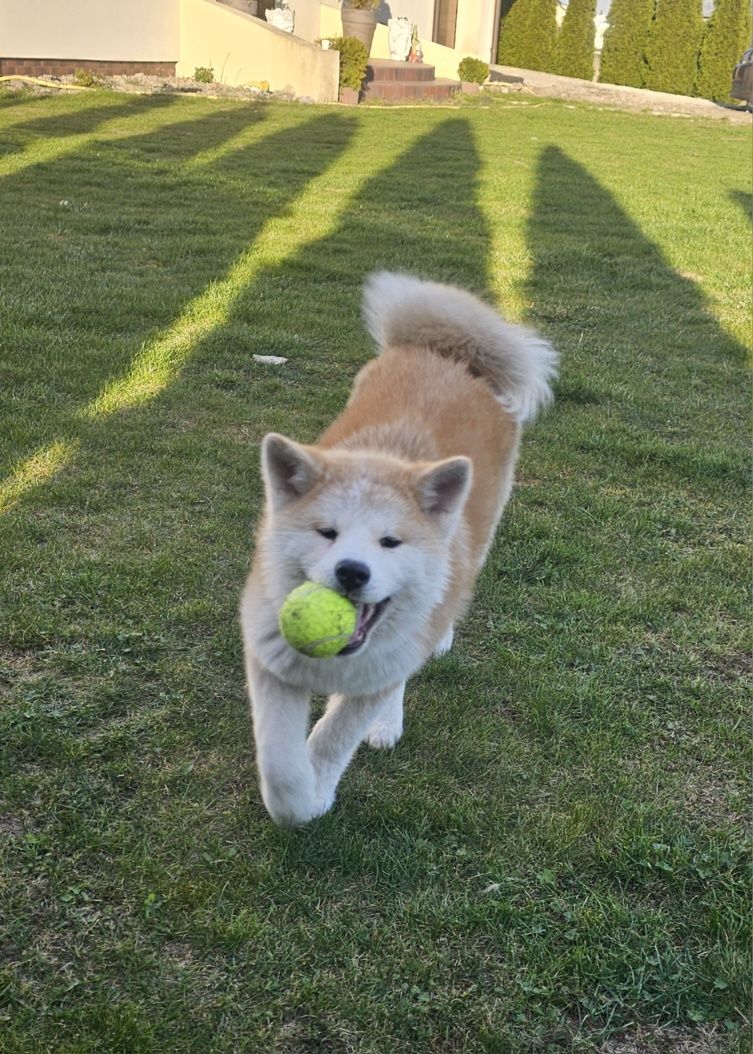 Akita Inu Czerwona