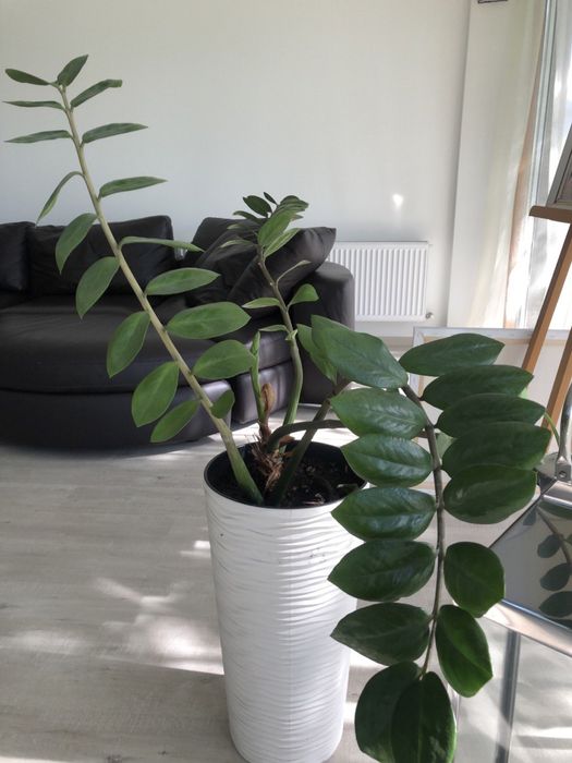 Заміакулькос (на продаж йде маленький)