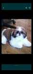 Shih&Tzu urocza suczka.(.  Ostatnia dziewuszka)