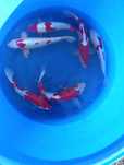 Karp koi oczka wodne