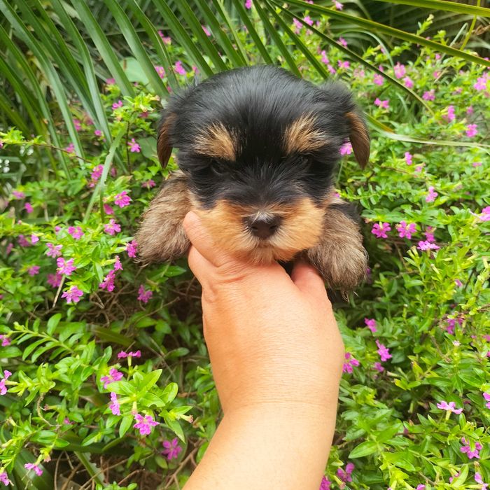 Yorkshire Terrier fêmea