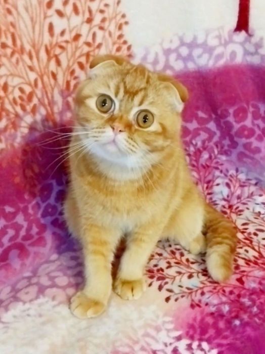 Очаровашка мальчик вислоушка Скоттиш фолд