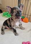 Buldog francuski