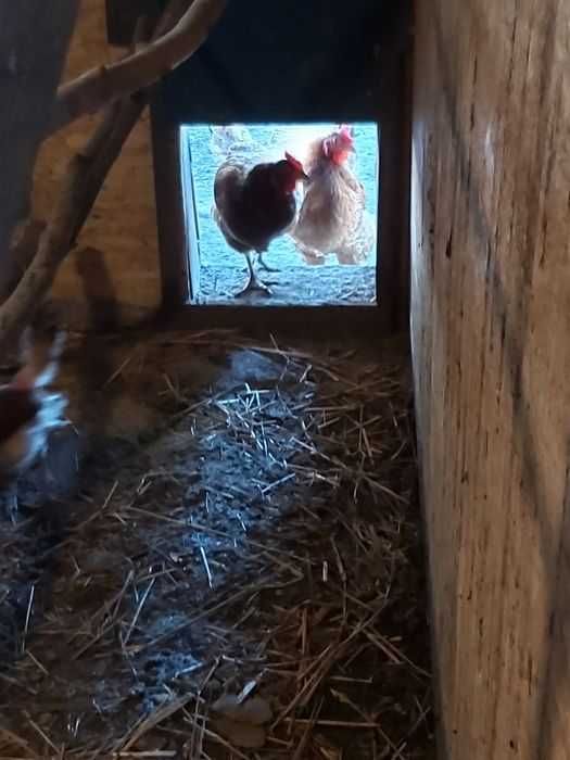 Wiejskie duże  jajka z wolnego wybiegu , mleko kozie ,baranina kozina.