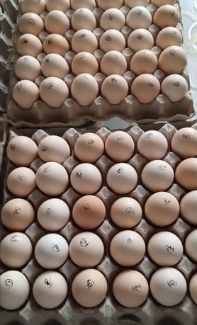 Инкубационное яйцо кобб 500 Венгрия, Чехия