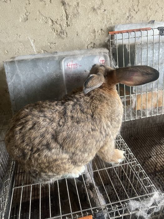 Coelhos leonardo de borgonha x gigante de flandres