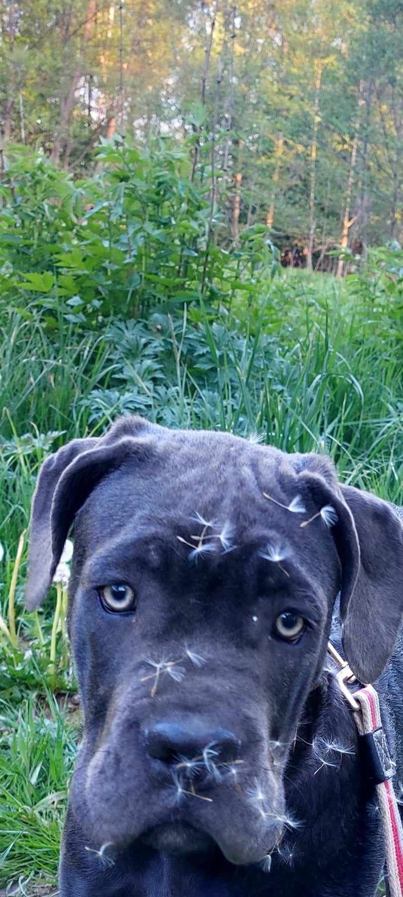 Cane Corso Italiano Zkwp szczeniak