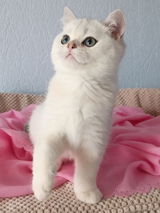 Цей малюк просто бомба