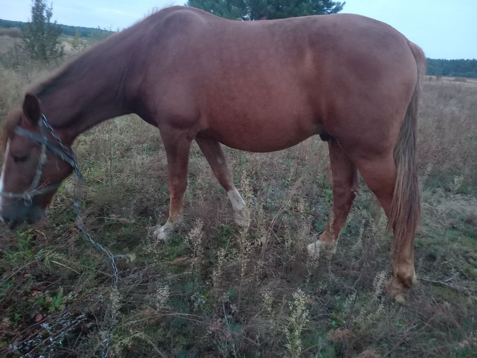 Продам коня  не із малих коней виский
