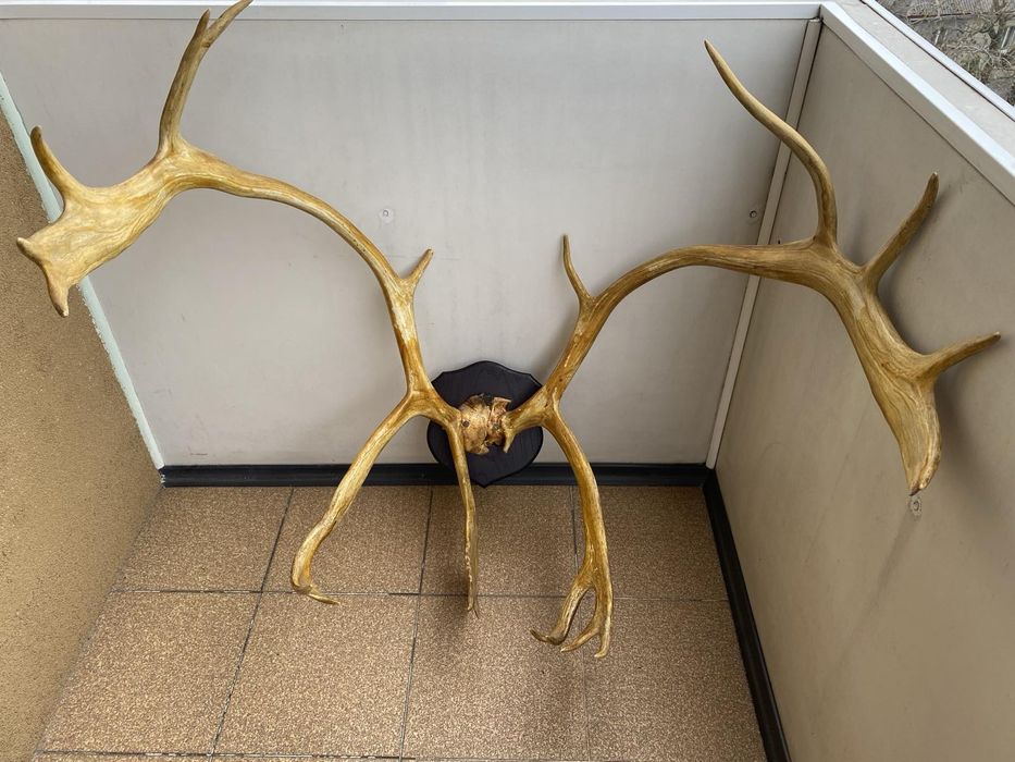 Продам рога оленя