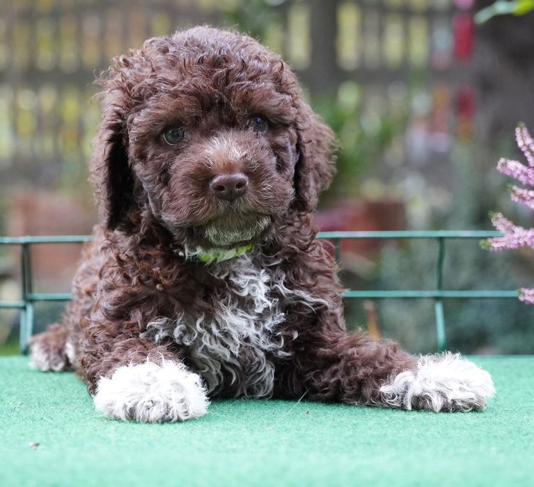 Lagotto Romagnolo- piesek brązowy z biaĺym ZKwP/FCI