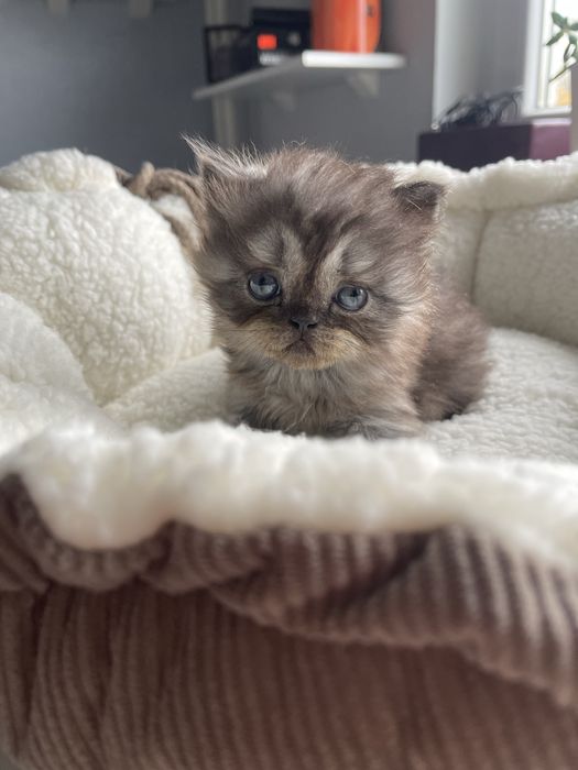 Kot perski pers perskiego persa RODOWÓD samiec